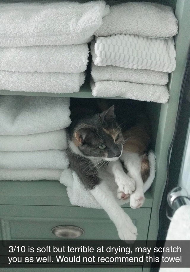 cat-towel